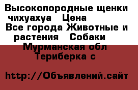 Высокопородные щенки чихуахуа › Цена ­ 25 000 - Все города Животные и растения » Собаки   . Мурманская обл.,Териберка с.